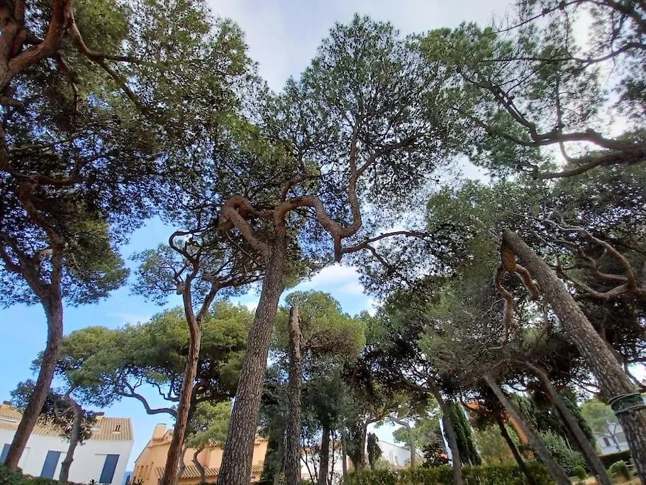 Apartment Apartamento Roc Mar Llafranc Spain